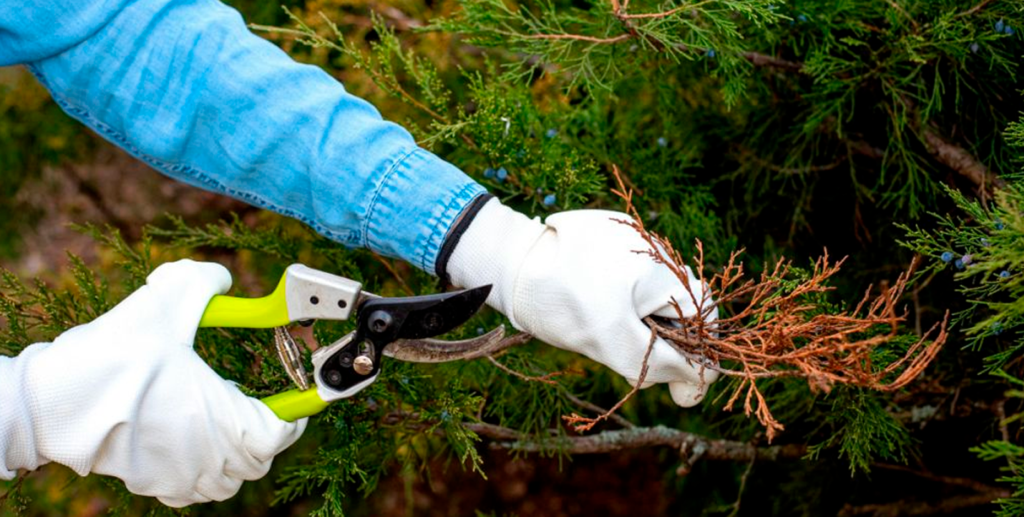 Regular Tree Maintenance