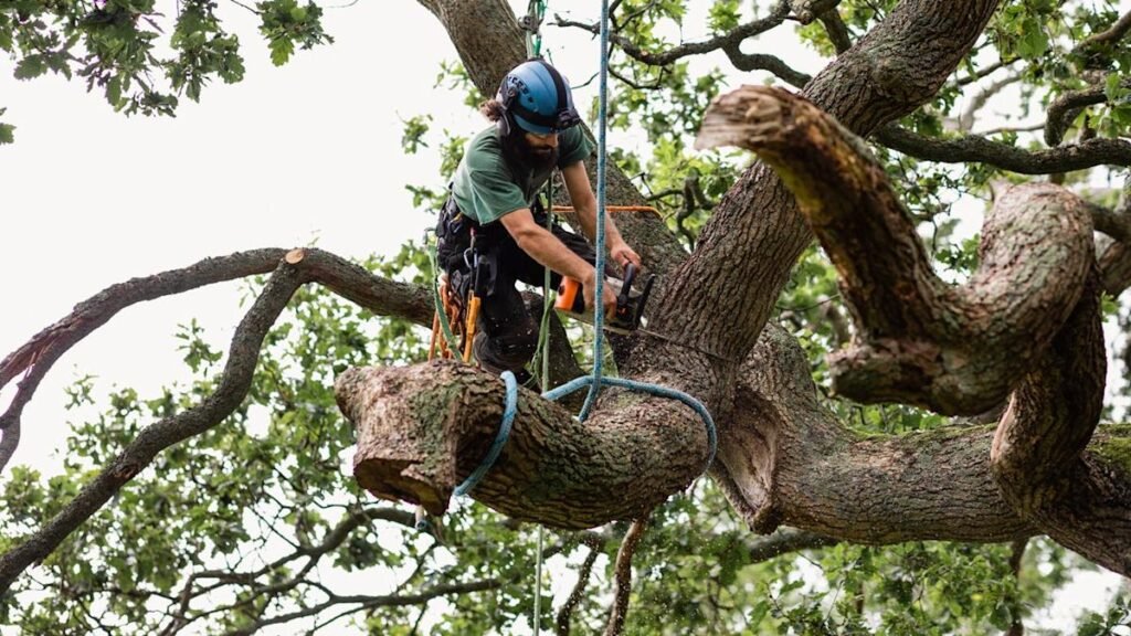 Professional Tree Trimming