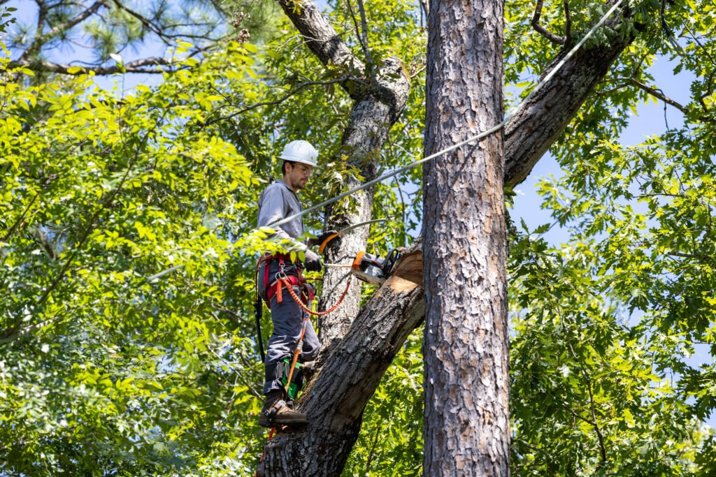Professional Tree Trimming