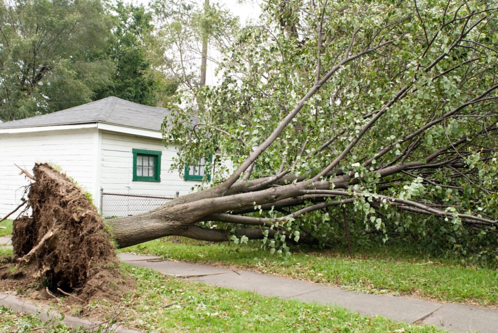 Emergency Tree Service