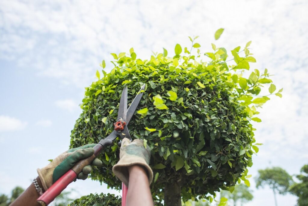 Regular Tree Maintenance