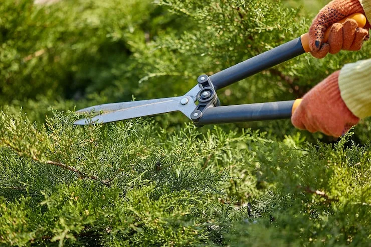 Proper Tree Pruning