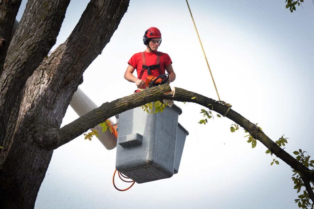 Emergency Tree Service