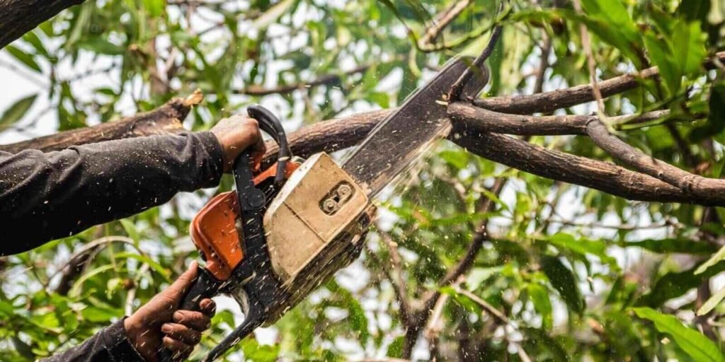 Professional Tree Trimming