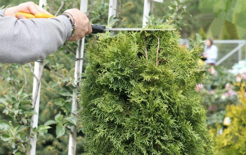 Proper Tree Pruning